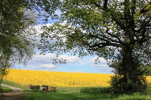 Gedichte Natur